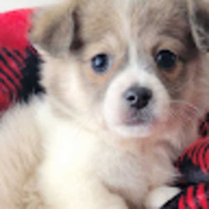 Meet your Posher, Mallory